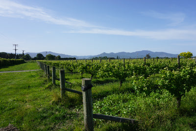 뉴질랜드 대표 화이트 와인 품종 TOP 5